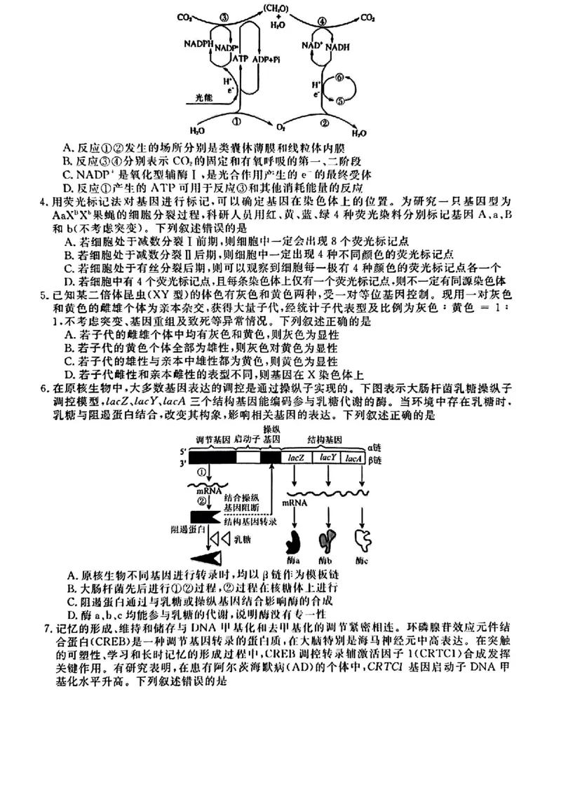 生物_2024-2025高三（6-6月题库）_2024年12月试卷_1220安徽省皖南八校2024-2025学年高三上学期第二次大联考_安徽省皖南八校2024-2025学年高三上学期第二次大联考生物