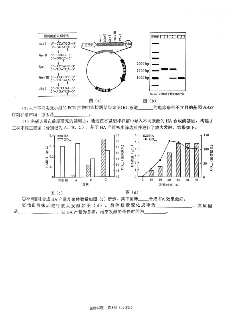 陕西省2024-2025学年高三上学期开学考试生物试题_2024-2025高三（6-6月题库）_2024年09月试卷_0922陕西省普通高中学业水平选择性调研考试（9月开学模拟）