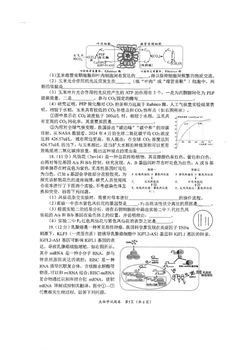 绵阳市高中2022级第一次诊断性考试生物_2024-2025高三（6-6月题库）_2024年11月试卷_1102四川省绵阳市高中2022级第一次诊断性考试_绵阳市高中2022级第一次诊断性考试生物