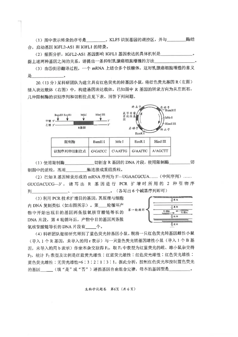 绵阳市高中2022级第一次诊断性考试生物_2024-2025高三（6-6月题库）_2024年11月试卷_1102四川省绵阳市高中2022级第一次诊断性考试_绵阳市高中2022级第一次诊断性考试生物