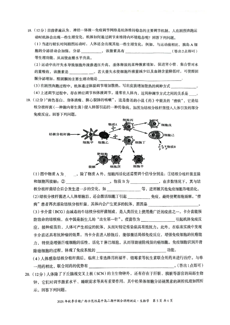 广西示范性高中2025-2026学年高二上学期期中联合调研测试生物_2025年11月高二试卷_251127广西示范性高中2025-2026学年高二上学期期中联合调研测试