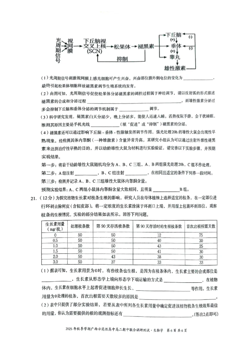 广西示范性高中2025-2026学年高二上学期期中联合调研测试生物_2025年11月高二试卷_251127广西示范性高中2025-2026学年高二上学期期中联合调研测试