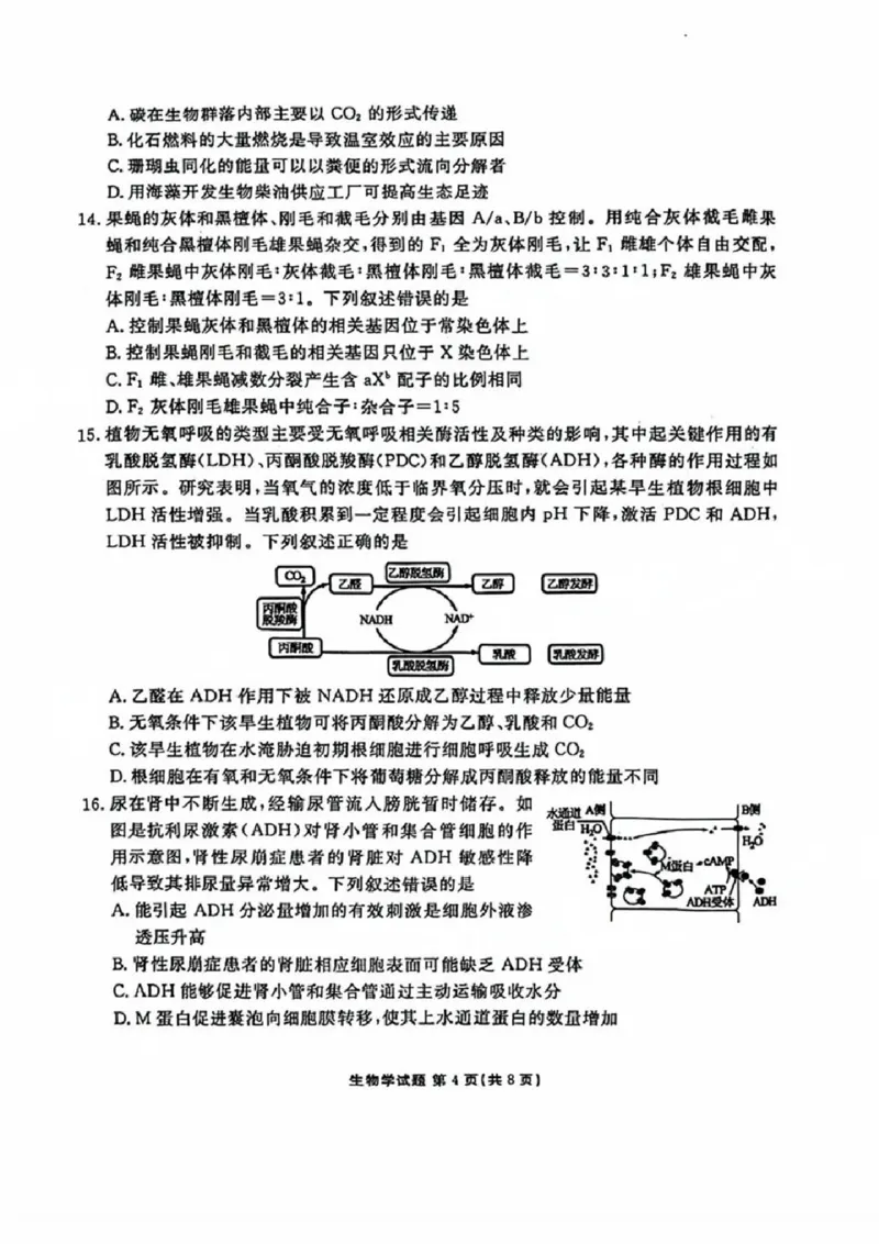 生物试卷_2024-2025高三（6-6月题库）_2024年09月试卷_0927广东2025届高三衡水金卷9月大联考_广东2025届高三衡水金卷9月大联考生物试卷+答案