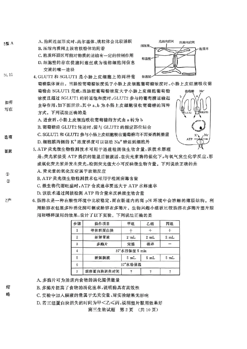 生物_2024-2025高三（6-6月题库）_2024年11月试卷_11152025届山东名校考试联盟高三上学期期中检测（全科）_山东省名校考试联盟2024-2025学年高三上学期期中考试生物