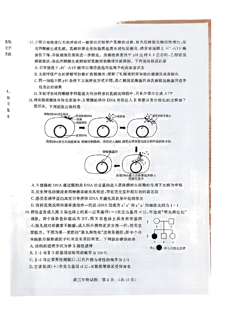 生物_2024-2025高三（6-6月题库）_2024年11月试卷_11152025届山东名校考试联盟高三上学期期中检测（全科）_山东省名校考试联盟2024-2025学年高三上学期期中考试生物