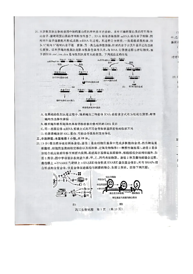 生物_2024-2025高三（6-6月题库）_2024年11月试卷_11152025届山东名校考试联盟高三上学期期中检测（全科）_山东省名校考试联盟2024-2025学年高三上学期期中考试生物