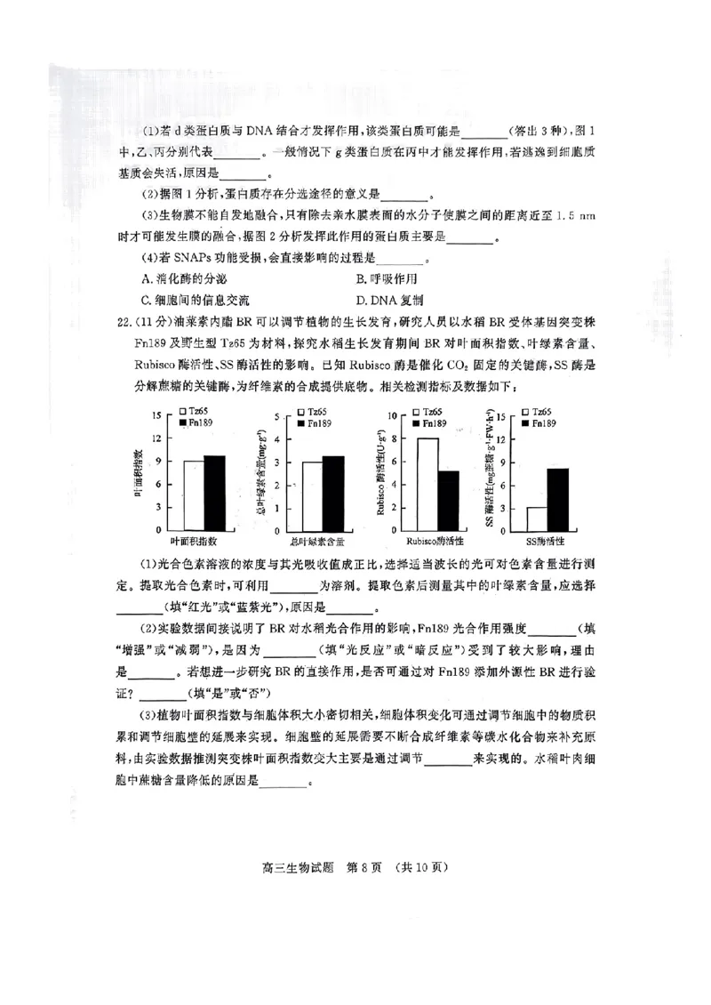 生物_2024-2025高三（6-6月题库）_2024年11月试卷_11152025届山东名校考试联盟高三上学期期中检测（全科）_山东省名校考试联盟2024-2025学年高三上学期期中考试生物