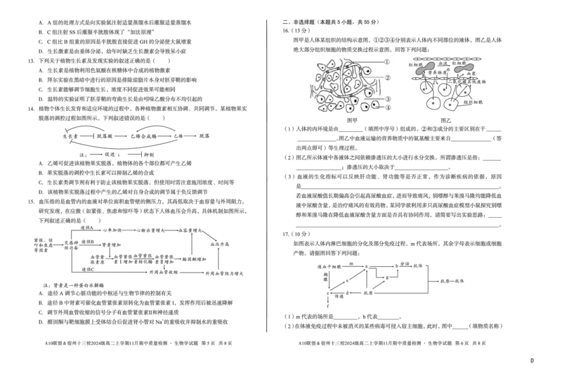 生物（D卷）A10联盟＆宿州十三校2024级高二上学期11月期中质量检测生物学d_2025年11月高二试卷_251124安徽省A10联盟＆宿州十三校2024级高二上学期11月期中质量检测（全）