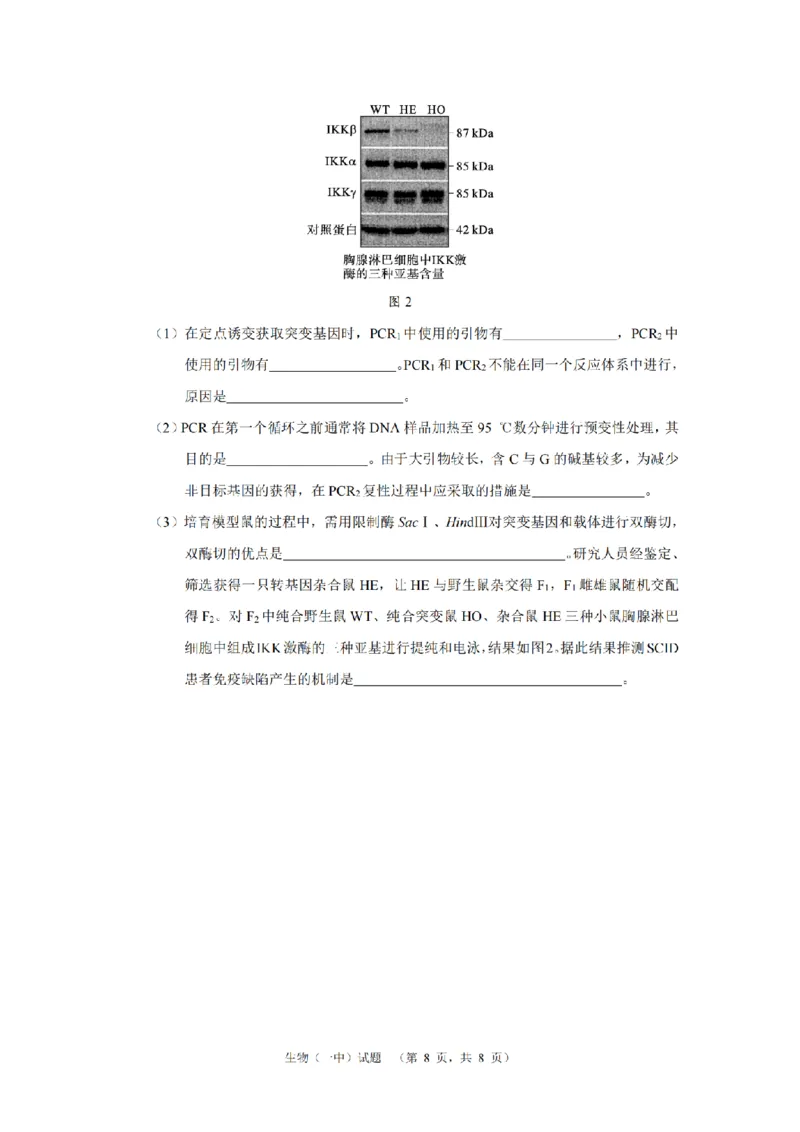 湖南省长沙市一中2024-2025学年高三上学期阶段性检测（一）生物+答案_2024-2025高三（6-6月题库）_2024年09月试卷_0916湖南省长沙市一中2024-2025学年高三上学期阶段性检测（一）
