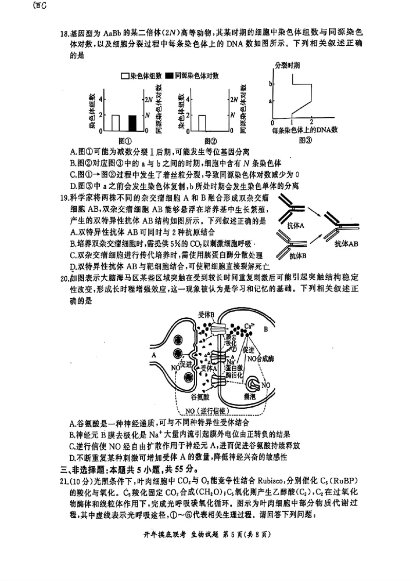 百师联盟2025届高三开年摸底联考生物S_2024-2025高三（6-6月题库）_2025年02月试卷_0217百师联盟2025届高三开年摸底联考（全科）_百师联盟2025届高三开年摸底联考生物