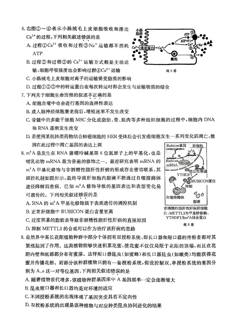 重庆好教育联盟2025届高三12月金太阳联考（25-222C）生物_2024-2025高三（6-6月题库）_2024年12月试卷_1223重庆好教育联盟2025届高三12月金太阳联考（25-222C）(全科）