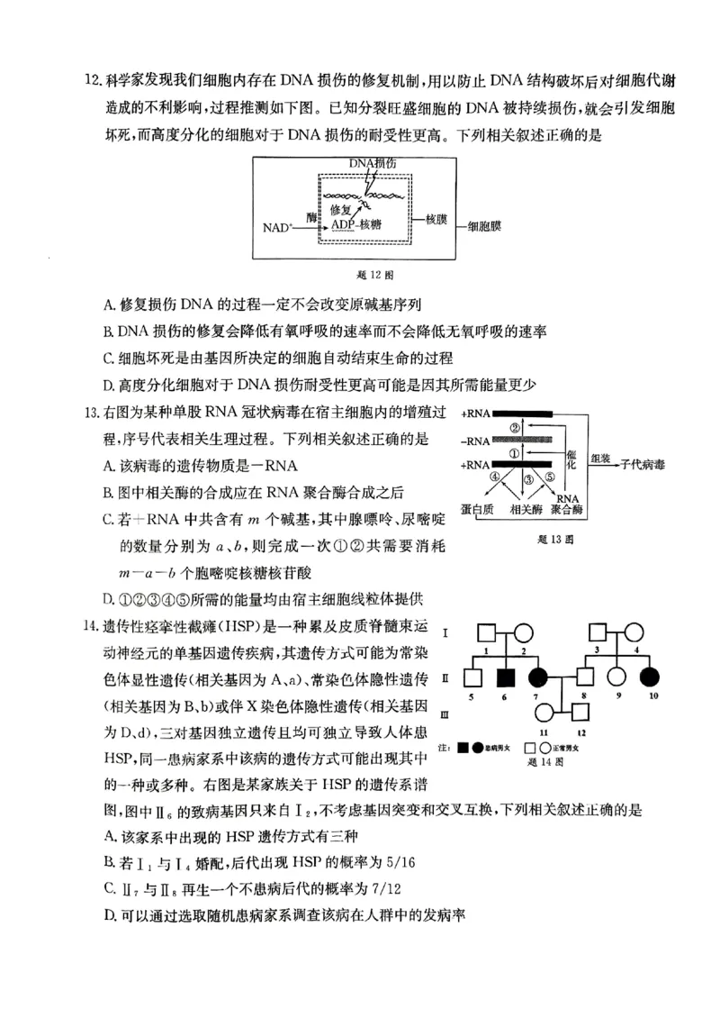 重庆好教育联盟2025届高三12月金太阳联考（25-222C）生物_2024-2025高三（6-6月题库）_2024年12月试卷_1223重庆好教育联盟2025届高三12月金太阳联考（25-222C）(全科）