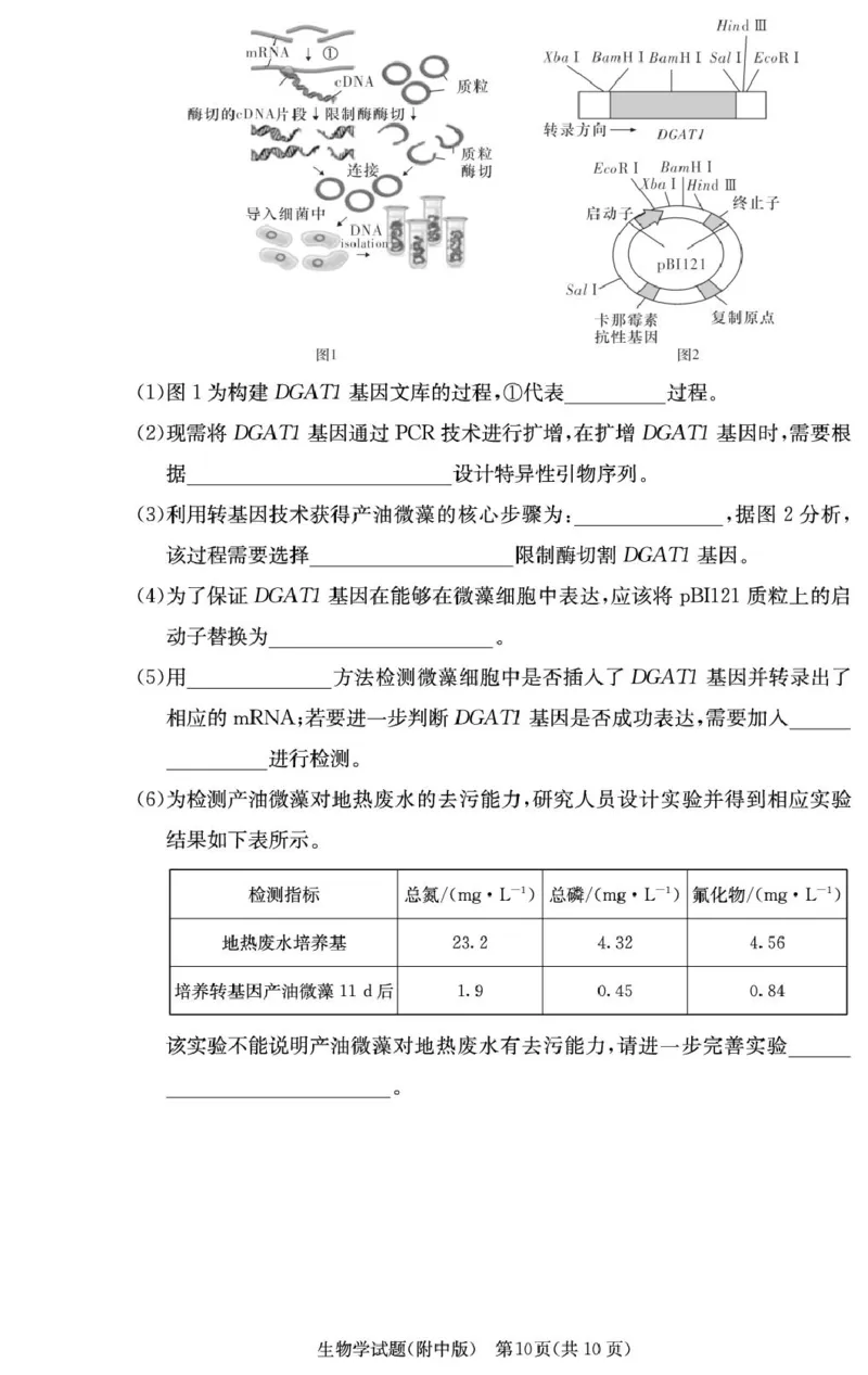 湖南省长沙市湖南师范大学附属中学2024-2025学年高三上学期月考卷（四）生物试题_2024-2025高三（6-6月题库）_2024年12月试卷
