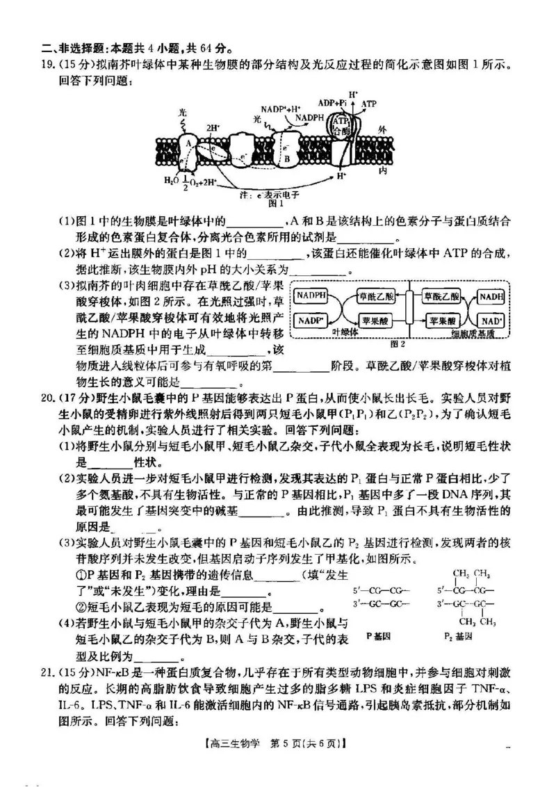 生物_2024-2025高三（6-6月题库）_2024年12月试卷_1209湖北省2024-2025学年高三金太阳12月联考（187C）（全科）_湖北省2024-2025学年高三上学期12月联考生物