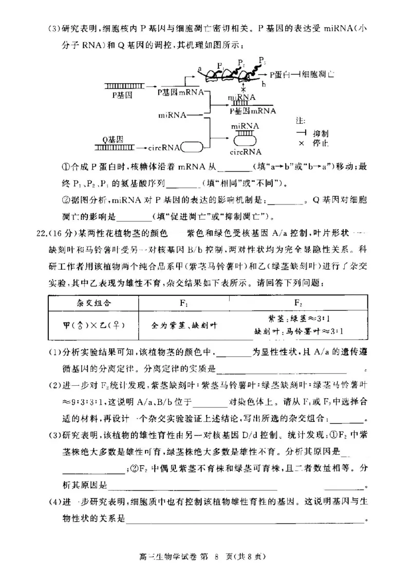 湖北省部分高中2024-2025学年高三上学期11月期中联考生物试题_2024-2025高三（6-6月题库）_2024年11月试卷_1105湖北省2024年秋季普通高中11月份高三年级阶段性联考（鄂东南协作体）_生物