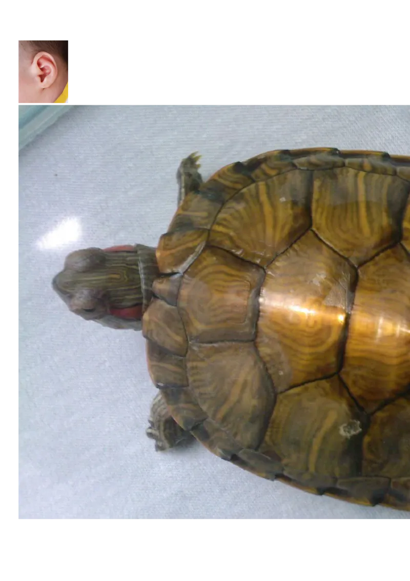 小学一年级上册语文资料-上册汉语拼音练习题_小学1-6年级全部试卷_语文_一年级_3-6-1、小学一年级语文上册_3-6-1-2、练习题、作业、试题、试卷_部编（人教）版_专项练习