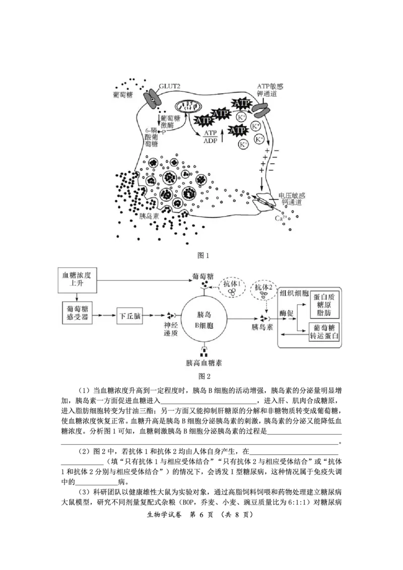 高三生物_2024年3月_013月合集_2024届湖南省高三下学期一轮复习总结性考试_湖南省2023-2024学年高三下学期一轮复习总结性考试（月考）生物试题