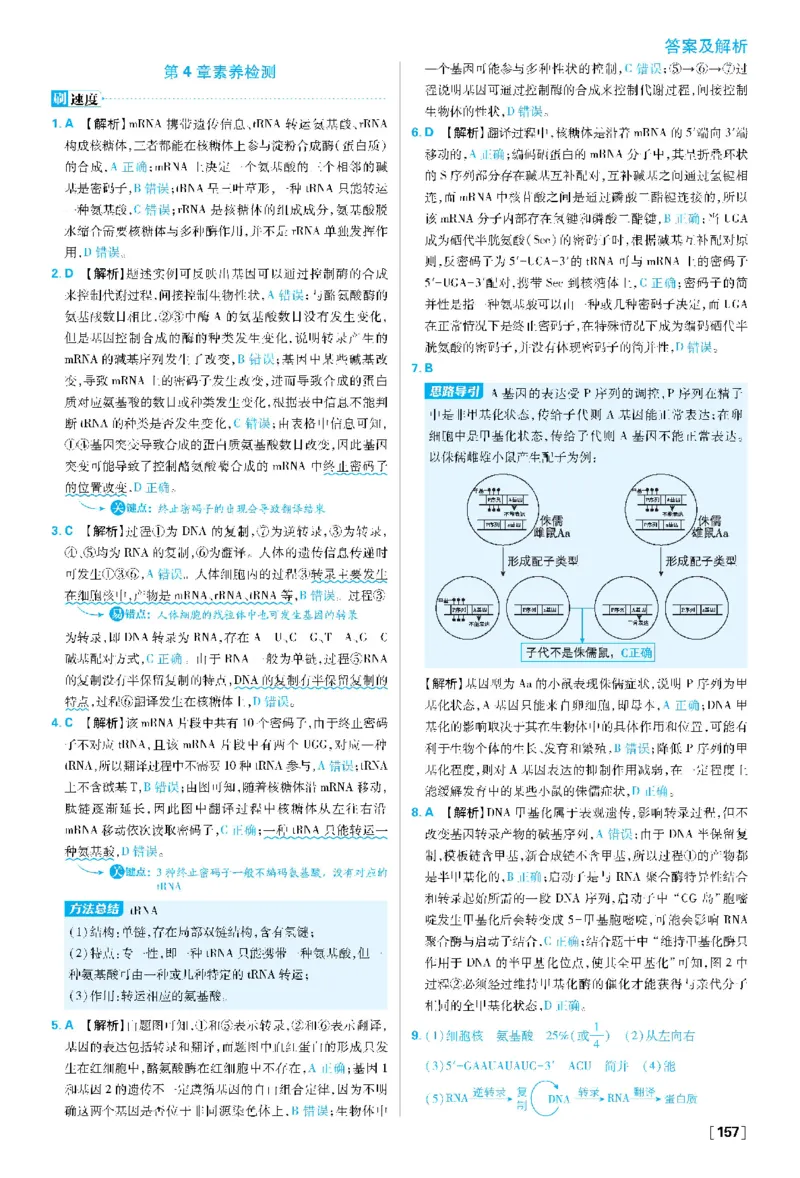 第4章基因的表达(1)_生物_2026版高中必刷题生物人教版_2026春高中必刷题生物必修2RJ_2026版高中《必刷题》教材同步版（生物）（必修2）