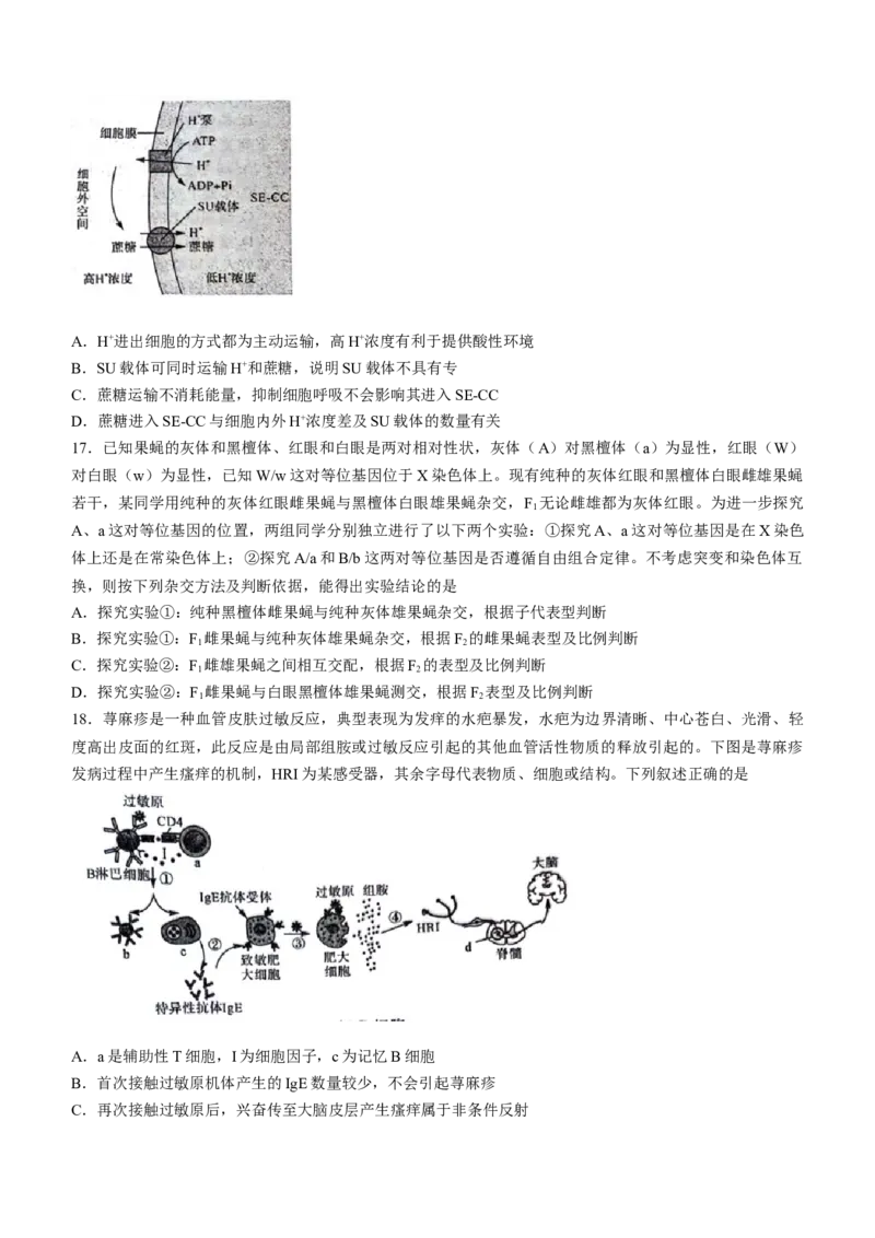 黑龙江省齐齐哈尔市2024届高三下学期二模考试生物试题(无答案)_2024年3月_013月合集_2024届黑龙江省齐齐哈尔市高三下学期二模考试_黑龙江省齐齐哈尔市2024届高三下学期二模考试生物