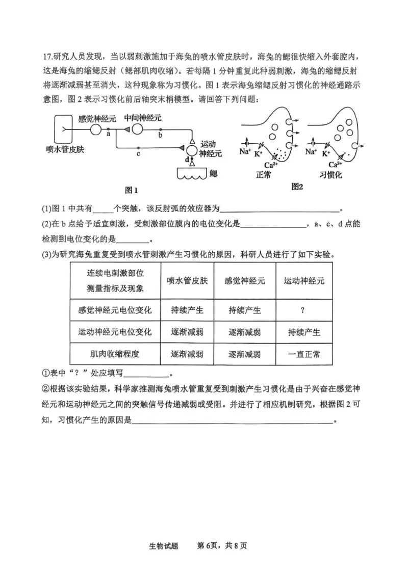 泸县普通高中共同体2025年秋期高二期中联合考试生物学试题_251206四川省泸州市泸县普通高中共同体2025-2026学年高二上学期11月期中