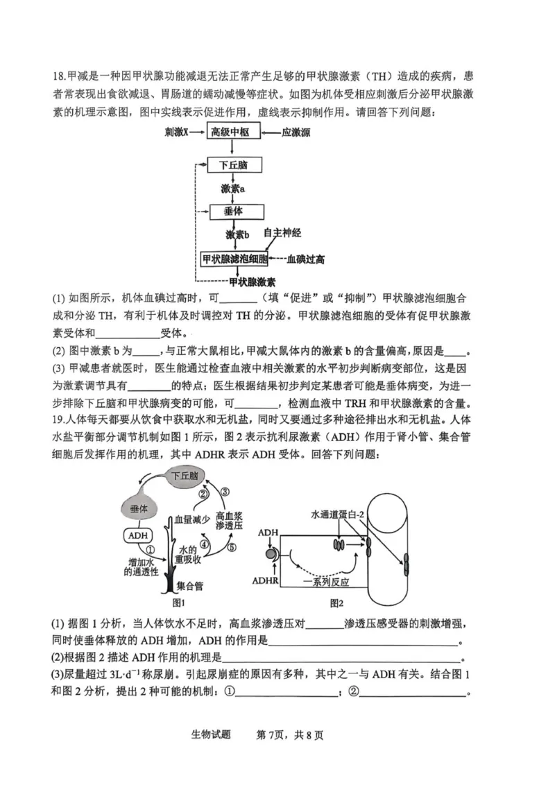 泸县普通高中共同体2025年秋期高二期中联合考试生物学试题_251206四川省泸州市泸县普通高中共同体2025-2026学年高二上学期11月期中
