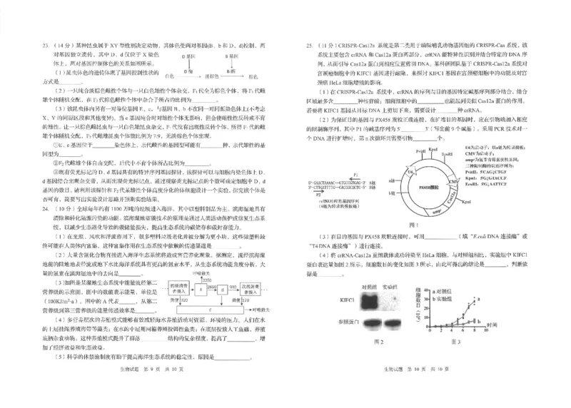 青岛市2024年高三一模生物试题_2024年3月_013月合集_2024届山东省青岛市高三年级第一次适应性检测_青岛市2024年高三年级第一次适应性检测（青岛一摸）生物