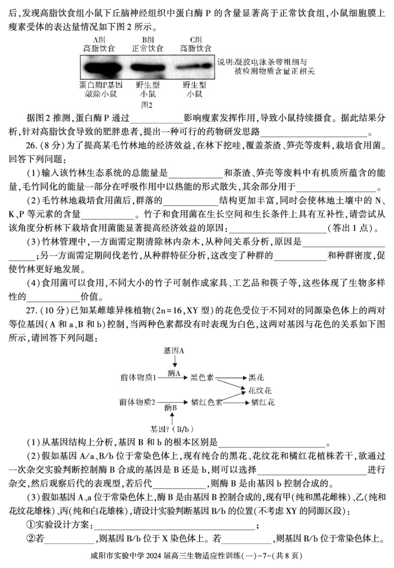 陕西省咸阳市实验中学2022-2023学年高三下学期适应训练（一）生物试题_2024年2月_01每日更新_21号_2024届陕西省咸阳市实验中学高三下学期适应训练（一）