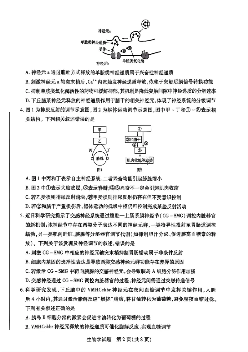 河南省天一大联考2025-2026学年高二上学期12月月考生物试题含答案_251220河南省天一大联考2025-2026学年高二上学期12月阶段性检测