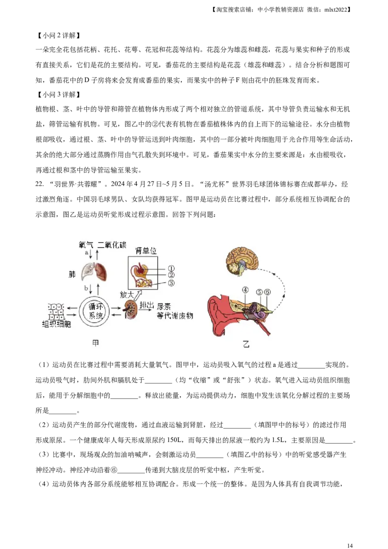 精品解析：2024年四川省成都市中考生物试题（解析版）_8.生物中考真题2015-2024年_2024年中考生物真题_精品解析：2024年四川省成都市初中学业水平考试（中考）生物学试题