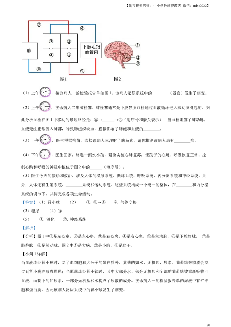 精品解析：2024年陕西省中考生物真题（解析版）_8.生物中考真题2015-2024年_2024年中考生物真题_精品解析：2024年陕西省中考生物真题