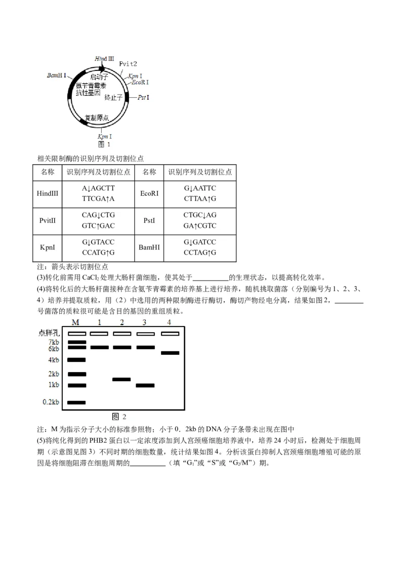 五年（2021-2025）全国高考生物真题分类汇编专题22基因工程（全国通用）（解析版）_高考真题分类汇编_高考生物真题分类汇编（全国通用）五年（2021-2025）
