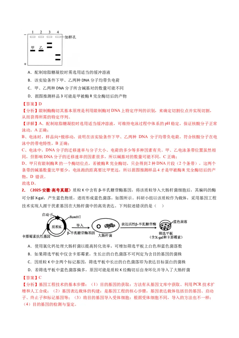 五年（2021-2025）全国高考生物真题分类汇编专题22基因工程（全国通用）（解析版）_高考真题分类汇编_高考生物真题分类汇编（全国通用）五年（2021-2025）