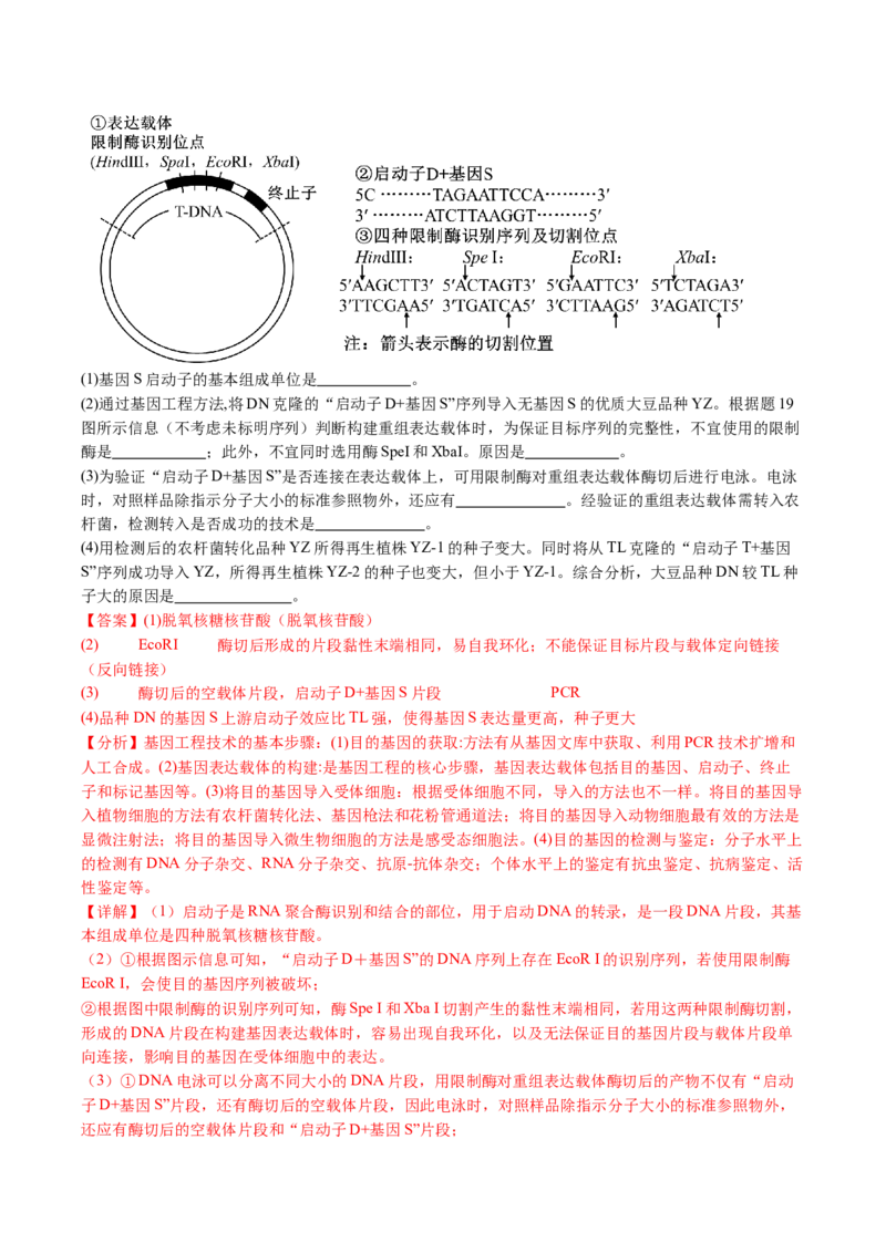 五年（2021-2025）全国高考生物真题分类汇编专题22基因工程（全国通用）（解析版）_高考真题分类汇编_高考生物真题分类汇编（全国通用）五年（2021-2025）