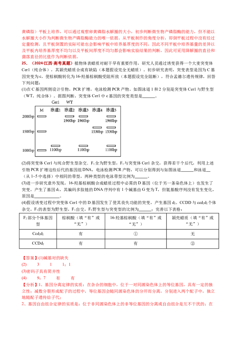 五年（2021-2025）全国高考生物真题分类汇编专题22基因工程（全国通用）（解析版）_高考真题分类汇编_高考生物真题分类汇编（全国通用）五年（2021-2025）