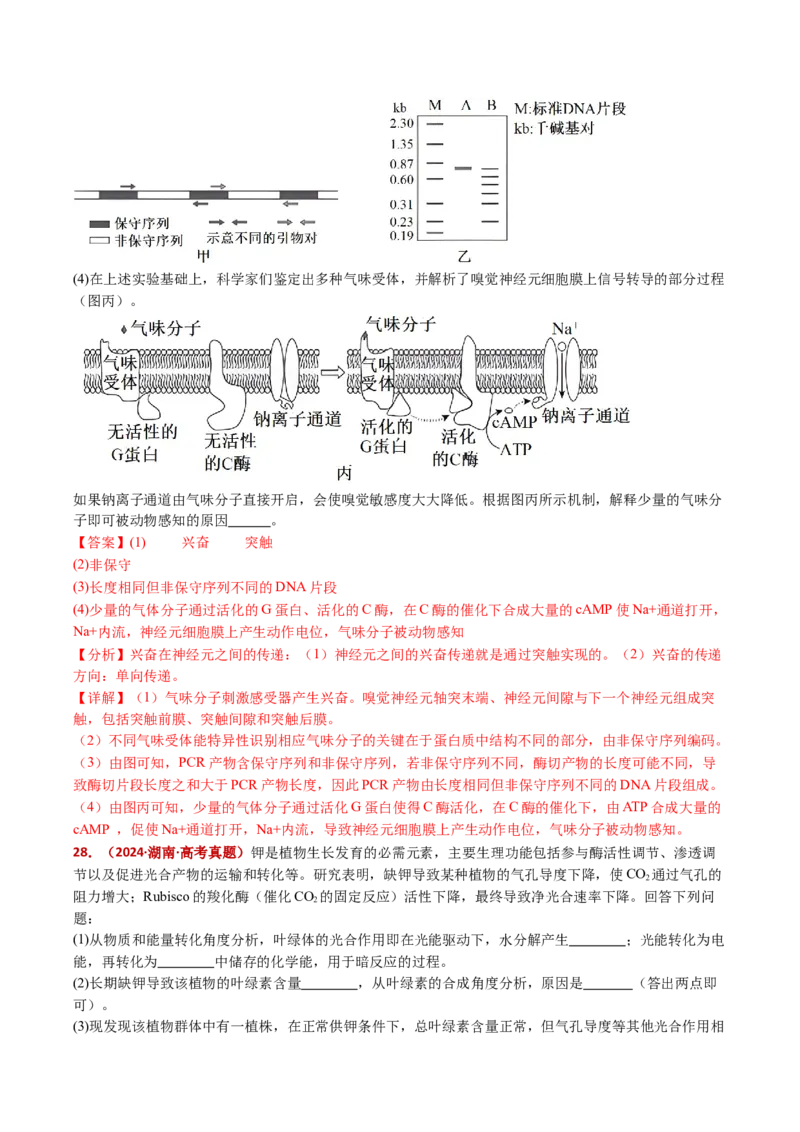 五年（2021-2025）全国高考生物真题分类汇编专题22基因工程（全国通用）（解析版）_高考真题分类汇编_高考生物真题分类汇编（全国通用）五年（2021-2025）