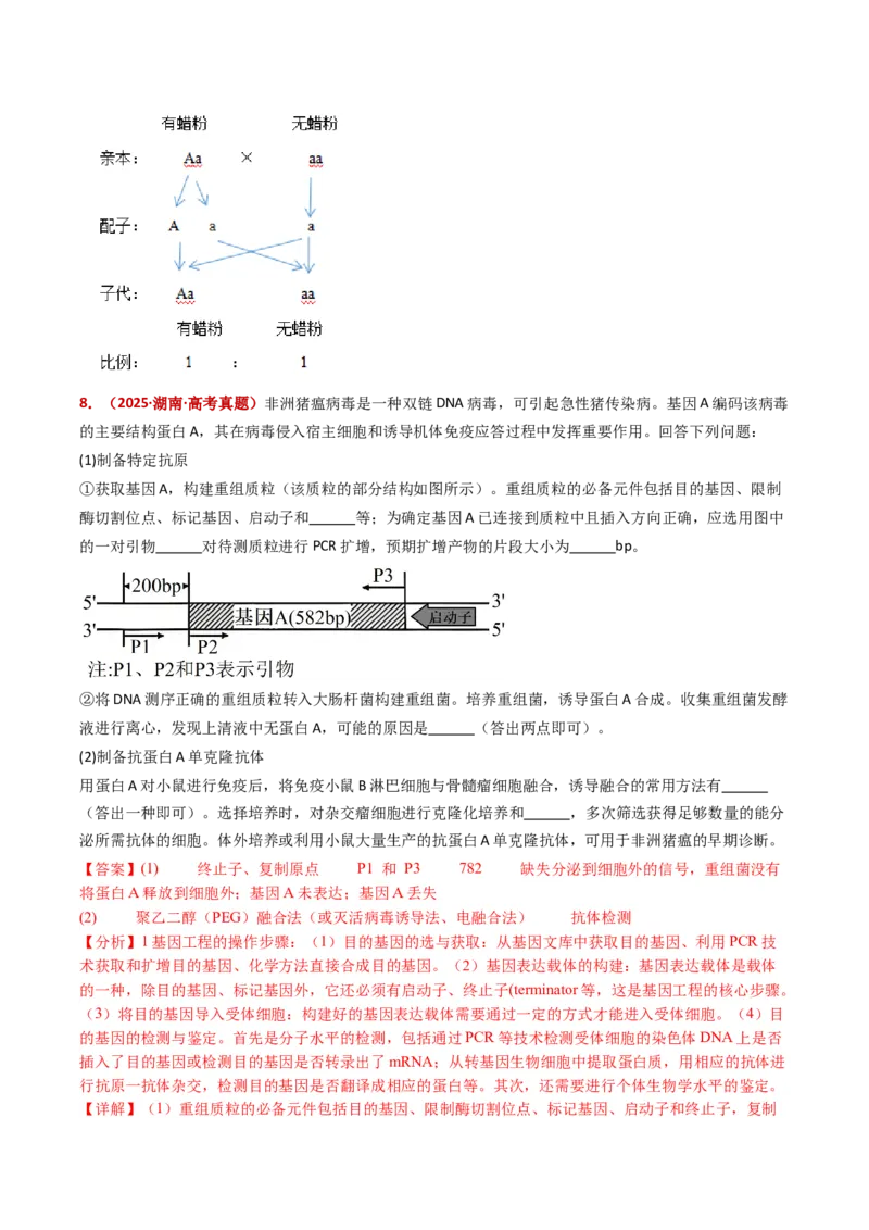 五年（2021-2025）全国高考生物真题分类汇编专题22基因工程（全国通用）（解析版）_高考真题分类汇编_高考生物真题分类汇编（全国通用）五年（2021-2025）