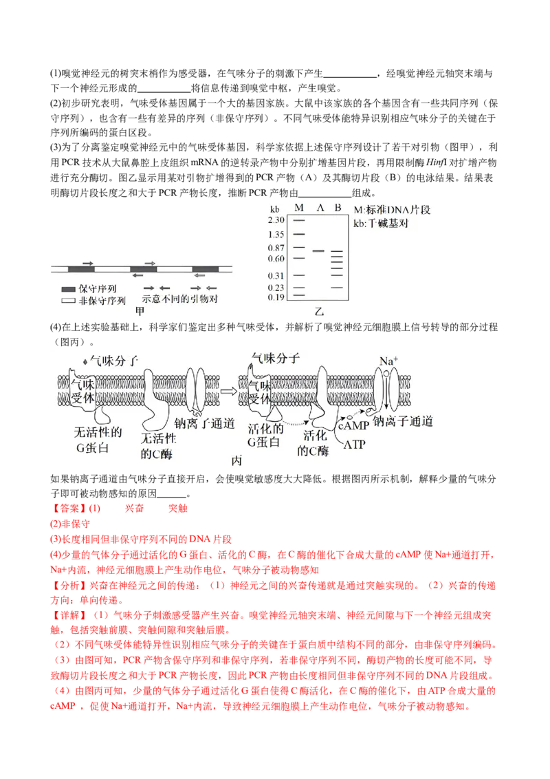 五年（2021-2025）全国高考生物真题分类汇编专题14神经调节（全国通用）（解析版）_高考真题分类汇编_高考生物真题分类汇编（全国通用）五年（2021-2025）