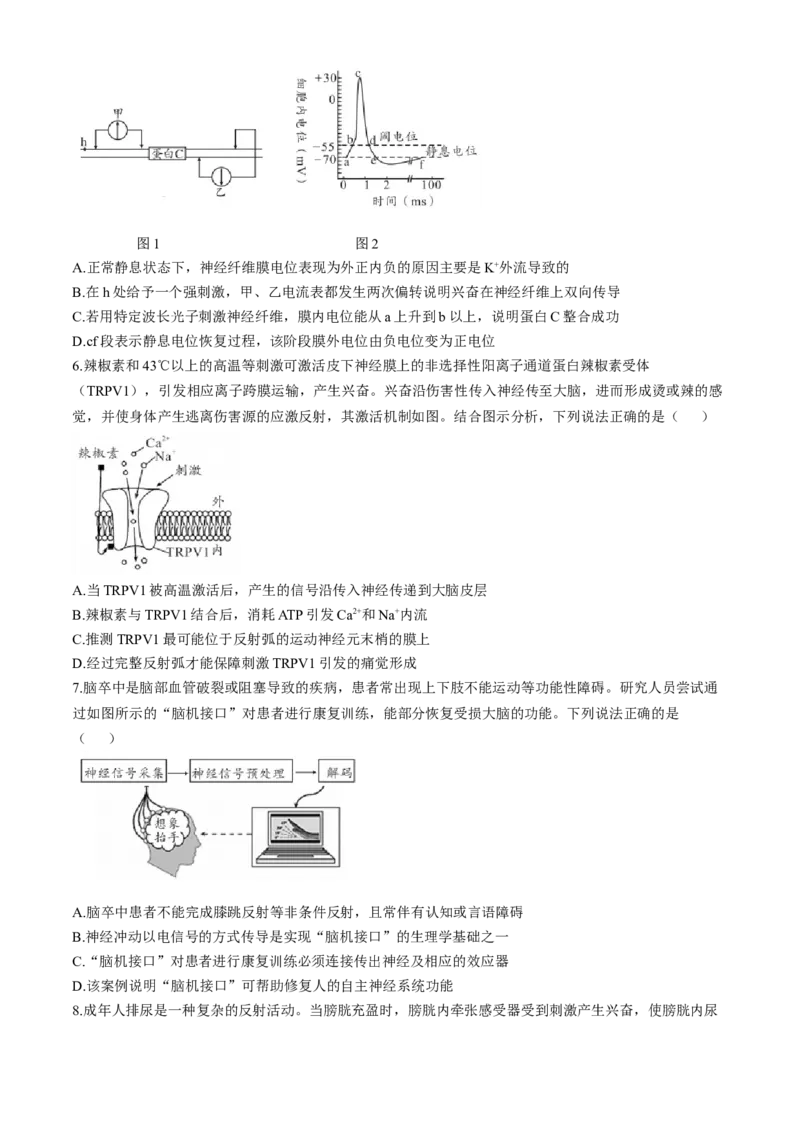 安徽省A10联盟2024-2025学年高二上学期11月期中考试生物试题含答案_2024年11月试卷_1125安徽省A10联盟2024-2025学年高二上学期期中考试