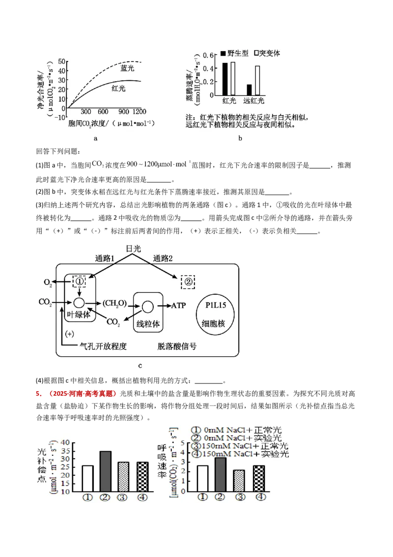 五年（2021-2025）全国高考生物真题分类汇编专题17植物激素的调节（全国通用）（原卷版）_高考真题分类汇编_高考生物真题分类汇编（全国通用）五年（2021-2025）