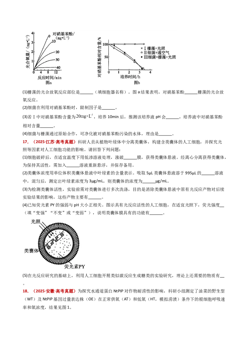 五年（2021-2025）全国高考生物真题分类汇编专题05细胞呼吸和光合作用（全国通用）（原卷版）_高考真题分类汇编_高考生物真题分类汇编（全国通用）五年（2021-2025）