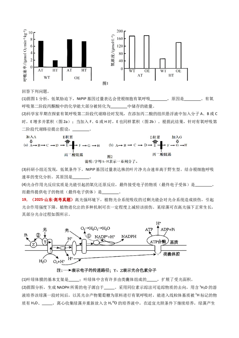 五年（2021-2025）全国高考生物真题分类汇编专题05细胞呼吸和光合作用（全国通用）（原卷版）_高考真题分类汇编_高考生物真题分类汇编（全国通用）五年（2021-2025）