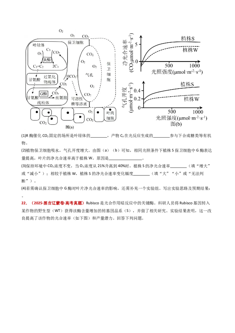 五年（2021-2025）全国高考生物真题分类汇编专题05细胞呼吸和光合作用（全国通用）（原卷版）_高考真题分类汇编_高考生物真题分类汇编（全国通用）五年（2021-2025）