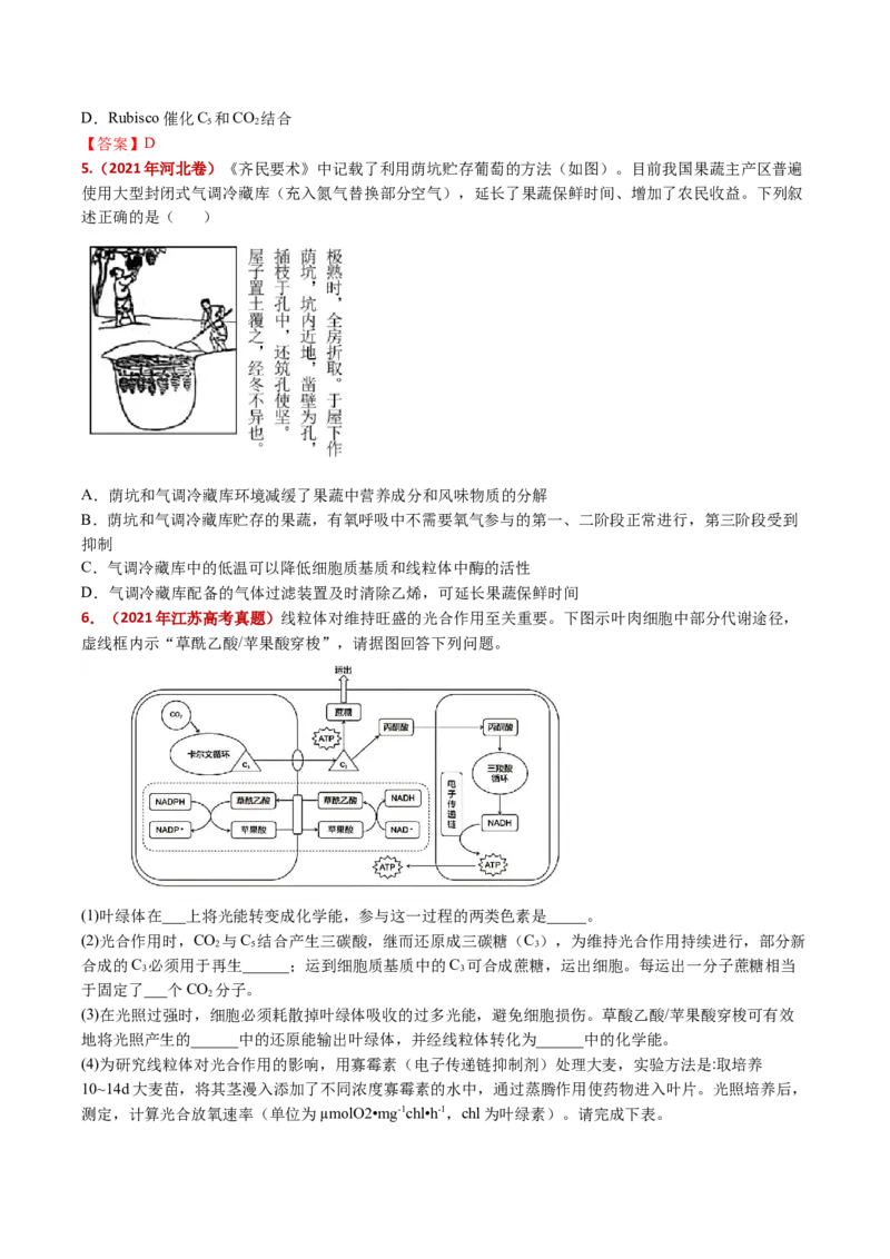 五年（2021-2025）全国高考生物真题分类汇编专题05细胞呼吸和光合作用（全国通用）（原卷版）_高考真题分类汇编_高考生物真题分类汇编（全国通用）五年（2021-2025）