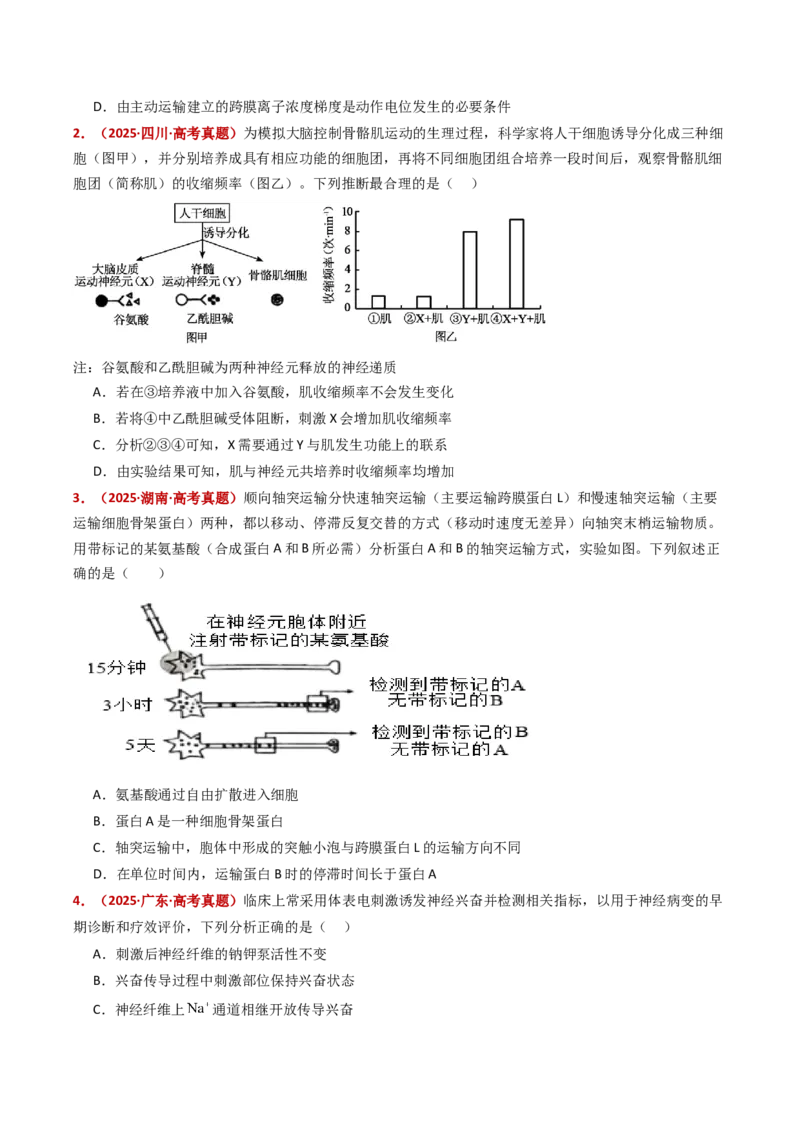 五年（2021-2025）全国高考生物真题分类汇编专题14神经调节（全国通用）（原卷版）_高考真题分类汇编_高考生物真题分类汇编（全国通用）五年（2021-2025）