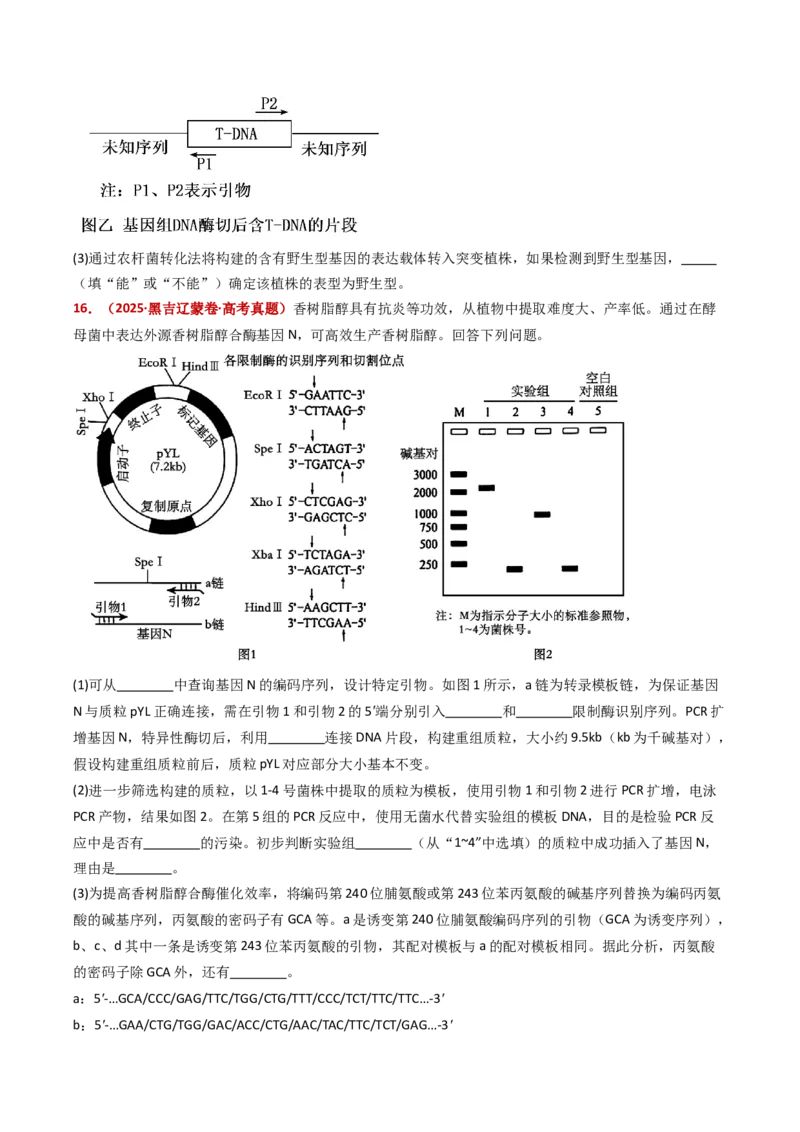 五年（2021-2025）全国高考生物真题分类汇编专题22基因工程（全国通用）（原卷版）_高考真题分类汇编_高考生物真题分类汇编（全国通用）五年（2021-2025）