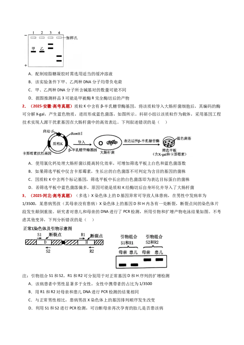 五年（2021-2025）全国高考生物真题分类汇编专题22基因工程（全国通用）（原卷版）_高考真题分类汇编_高考生物真题分类汇编（全国通用）五年（2021-2025）