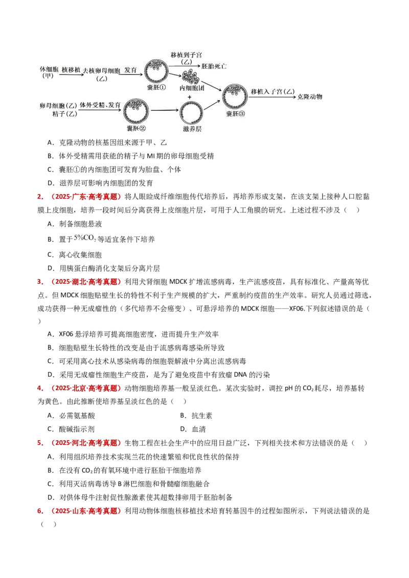 五年（2021-2025）全国高考生物真题分类汇编专题21细胞工程与胚胎工程（全国通用）（原卷版）_高考真题分类汇编_高考生物真题分类汇编（全国通用）五年（2021-2025）