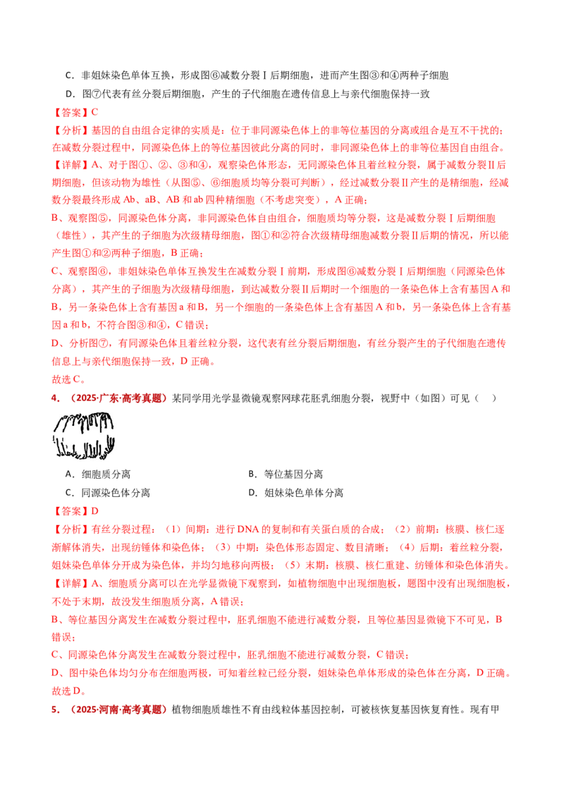 五年（2021-2025）全国高考生物真题分类汇编专题06有丝分裂和减数分裂（全国通用）（解析版）_高考真题分类汇编_高考生物真题分类汇编（全国通用）五年（2021-2025）