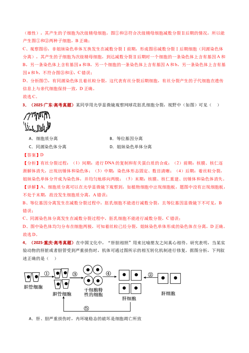 五年（2021-2025）全国高考生物真题分类汇编专题06有丝分裂和减数分裂（全国通用）（解析版）_高考真题分类汇编_高考生物真题分类汇编（全国通用）五年（2021-2025）