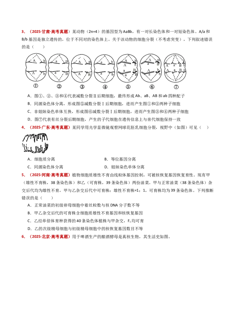 五年（2021-2025）全国高考生物真题分类汇编专题06有丝分裂和减数分裂（全国通用）（原卷版）_高考真题分类汇编_高考生物真题分类汇编（全国通用）五年（2021-2025）